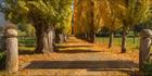 Golden Lane - VIC H (PBH4 00 13885)